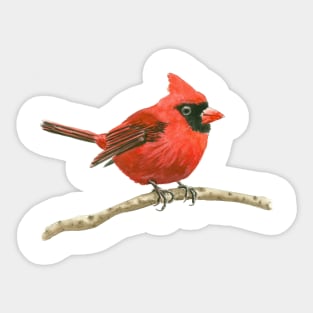 Cardinal bird Sticker